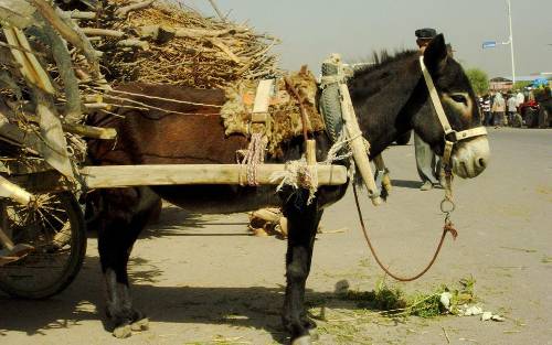 Regresa la Feria del Burro a Otumba para celebrar el Día del Trabajo